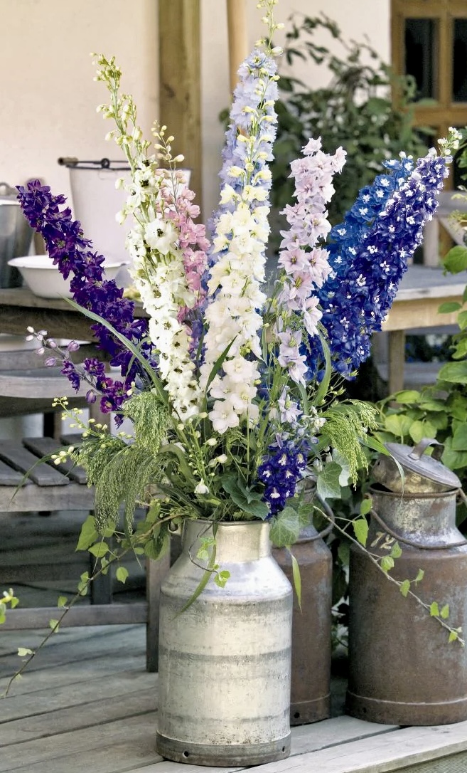 Delphinium flowers