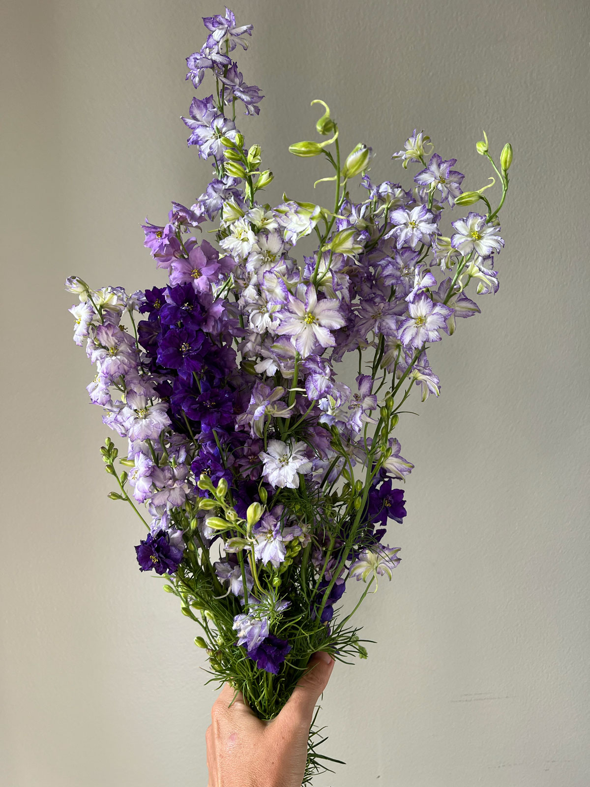 Larkspur Cannes Mix - Sweet Pea's Stems