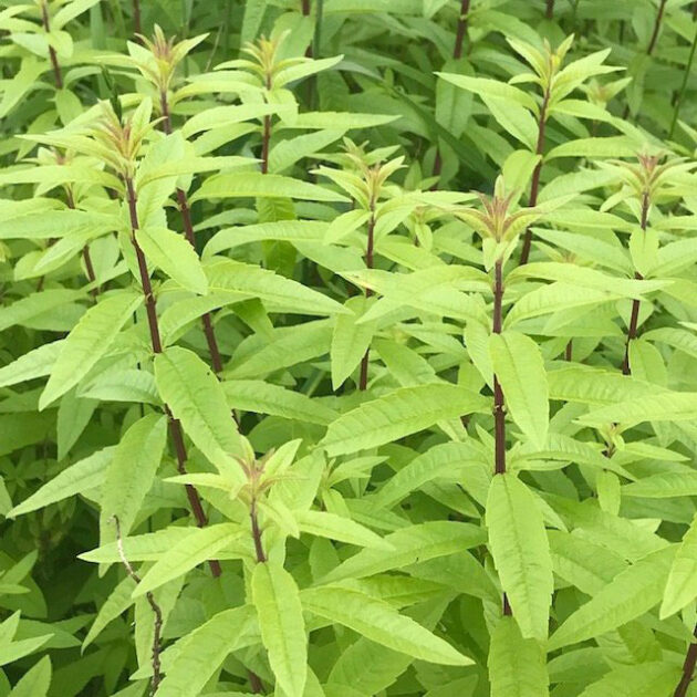 Lemon Verbena