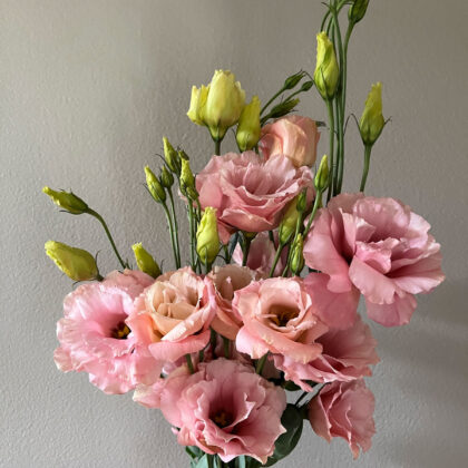 Lisianthus Apricot Cut Flowers