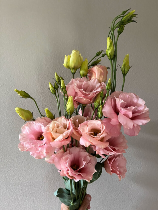 Lisianthus Apricot Cut Flowers