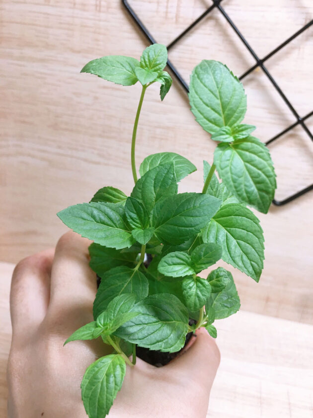 Mint Jessica Sweet Pear