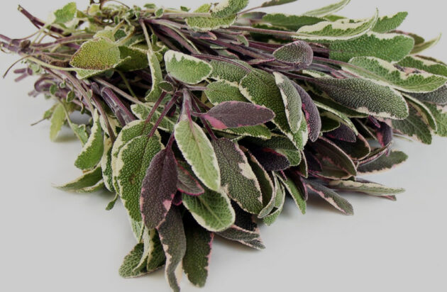Sage Tri Color