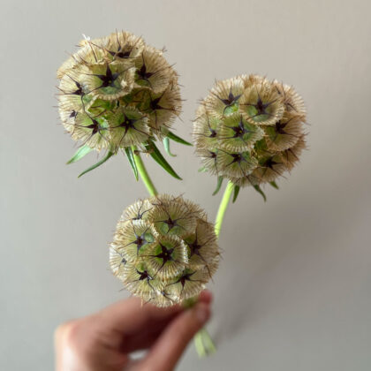 Scabiosa Starflower Pod