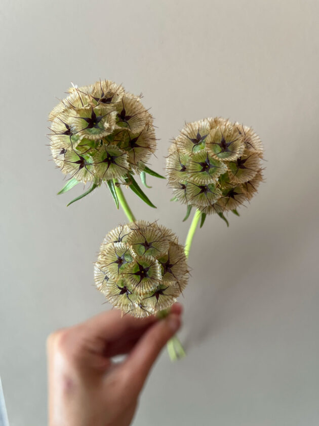 Scabiosa Starflower Pod