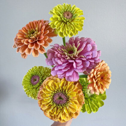 Multicolored Zinnias