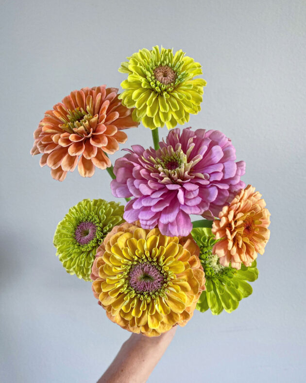 Multicolored Zinnias