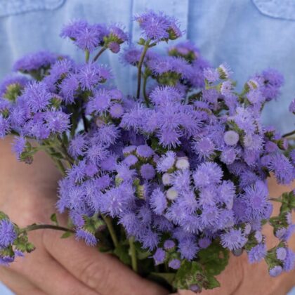 Purple Ageratum Flowers