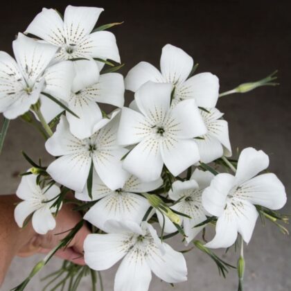 White Flower Agrostemma