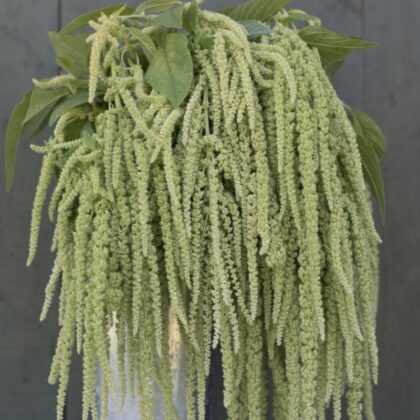 Green Amaranth Emerald Tassels