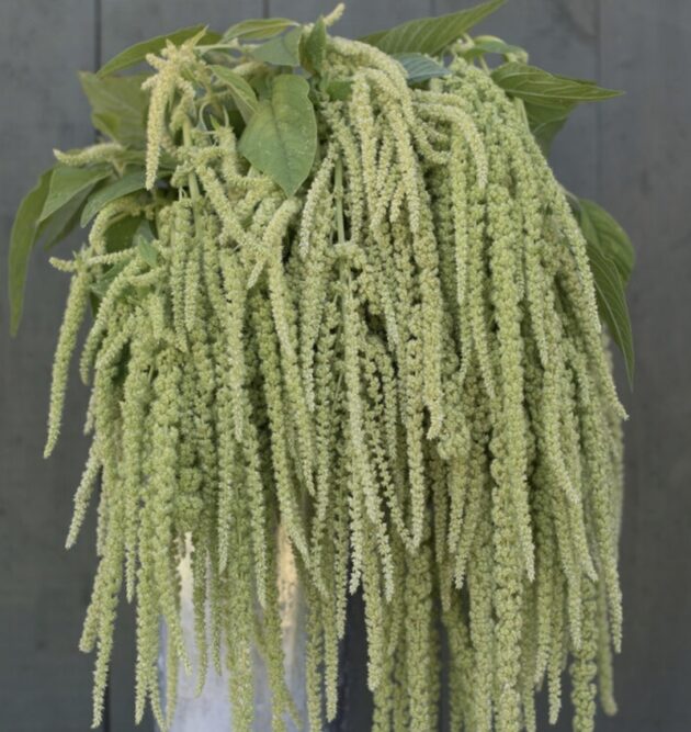 Green Amaranth Emerald Tassels