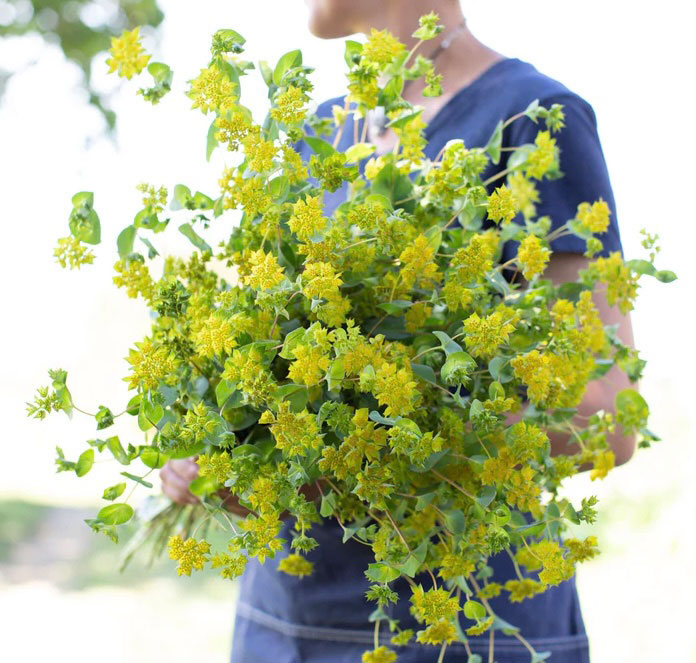 Bupleurum Green Gold