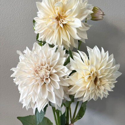 Dahlia – Café Au Lait