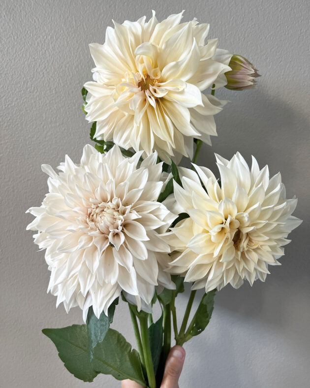 Dahlia – Café Au Lait