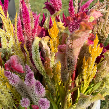 Celosia Supercrest Mix