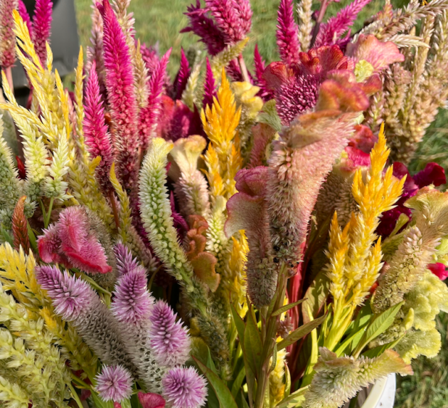 Celosia Supercrest Mix