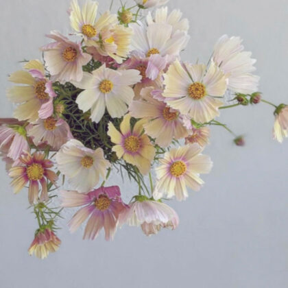 Cosmos – Apricot Lemonade