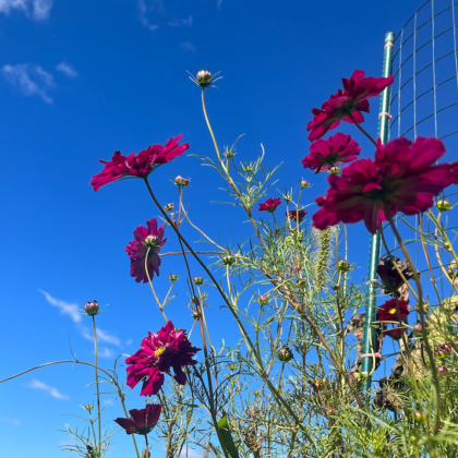 Cosmos Double Click Cranberry