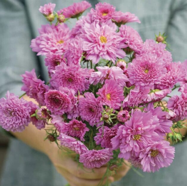 Cosmos Double Click Rose Bon Bon