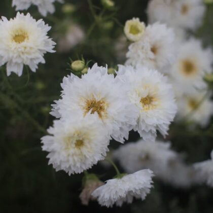 Cosmos Double Click Snow Puff