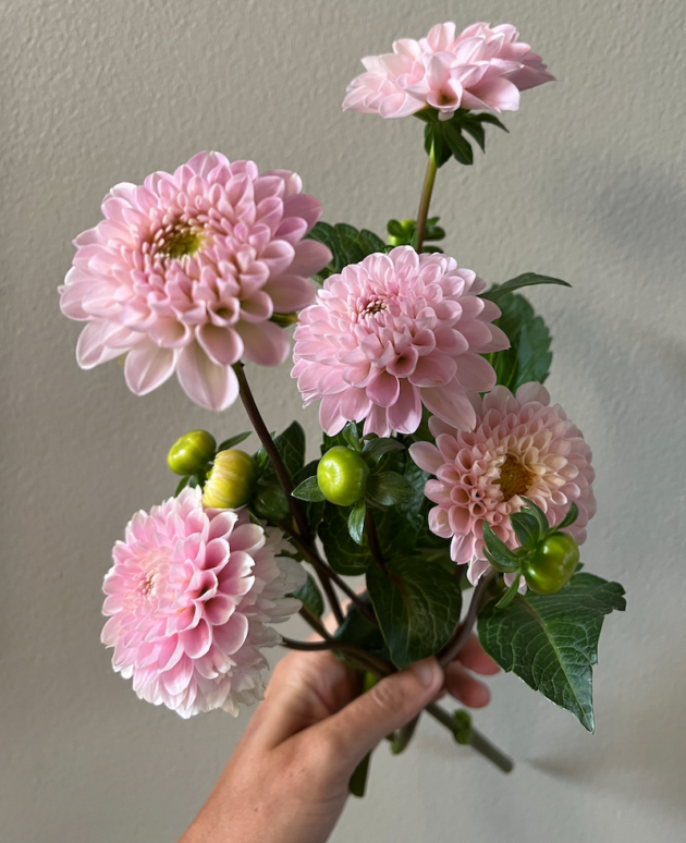 Dahlia Blushes