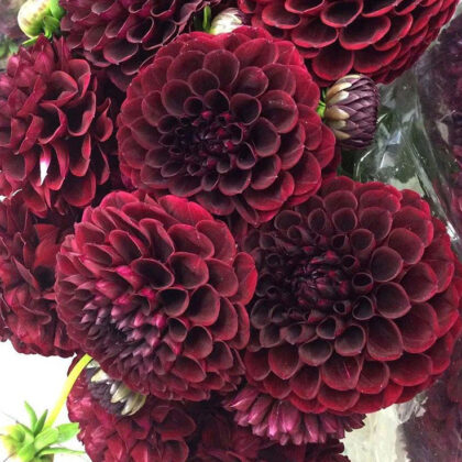 Dahlia Burgundy