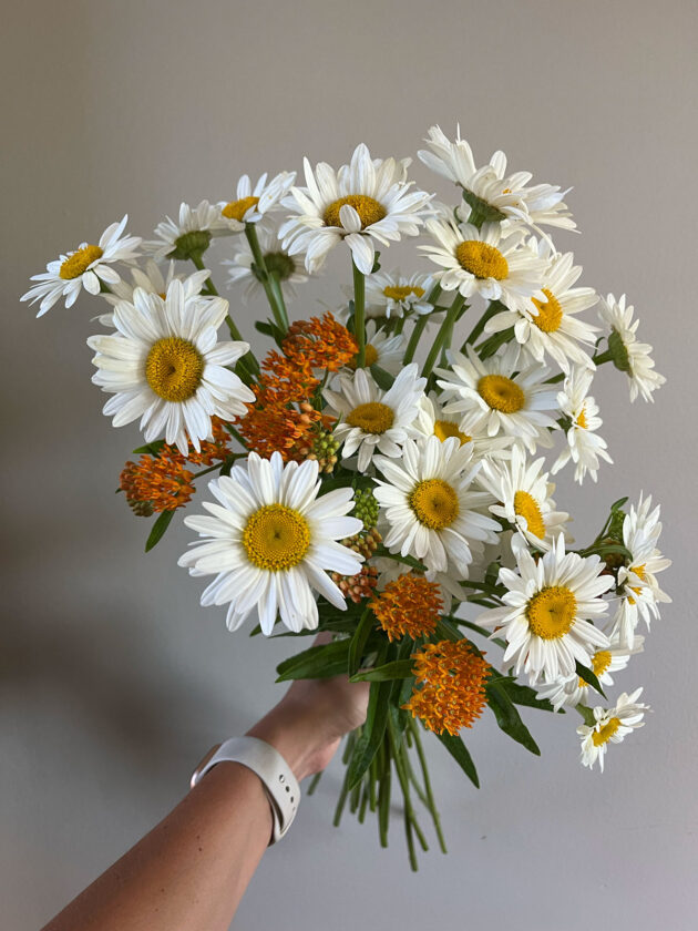 Shasta Daisy