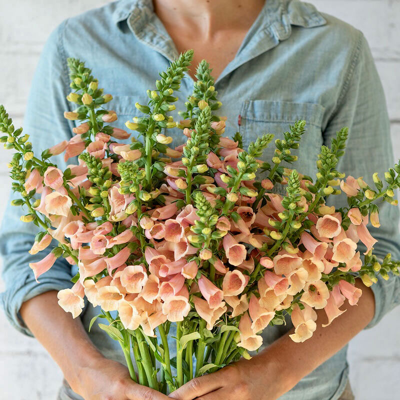 Peach colored Foxglove cut flowers