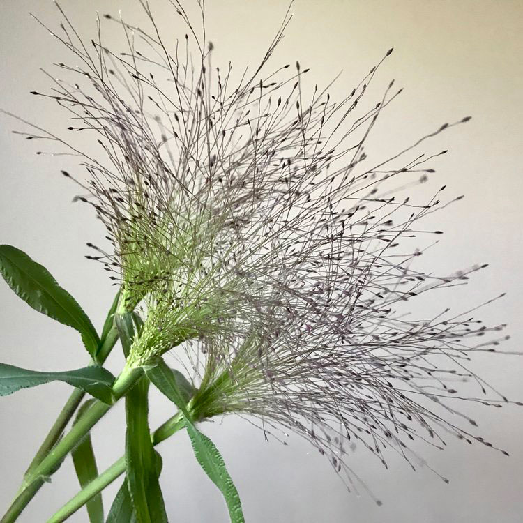 Frosted Explosion Grass