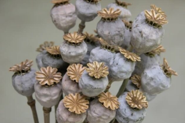 Poppy Pods