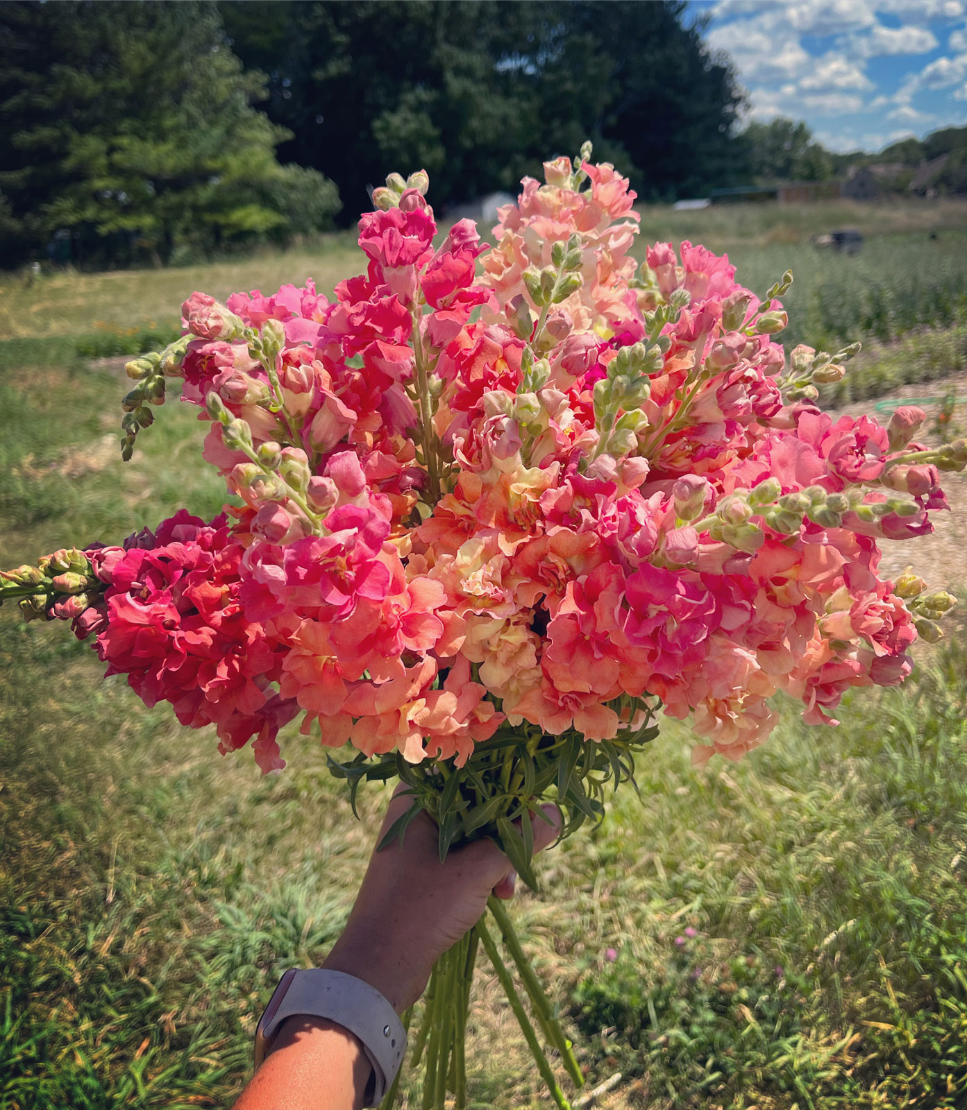 Pink Snapdragon Cut Flowers