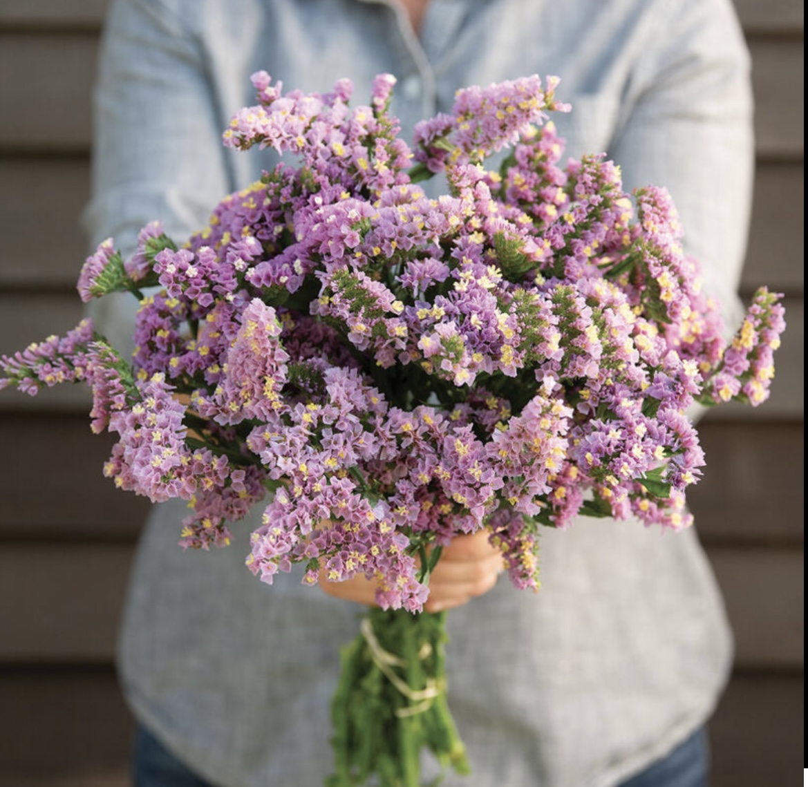 Pink Statice Flowers