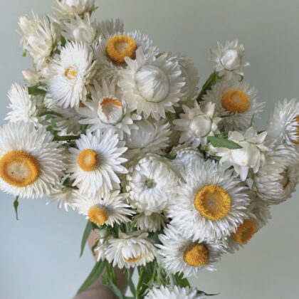 Strawflower Vintage White