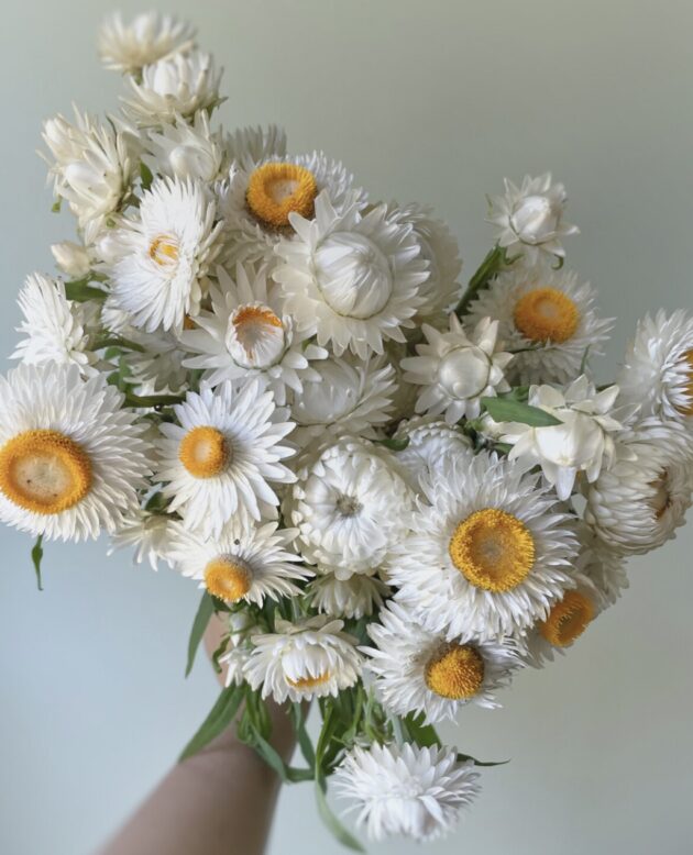 Strawflower Vintage White