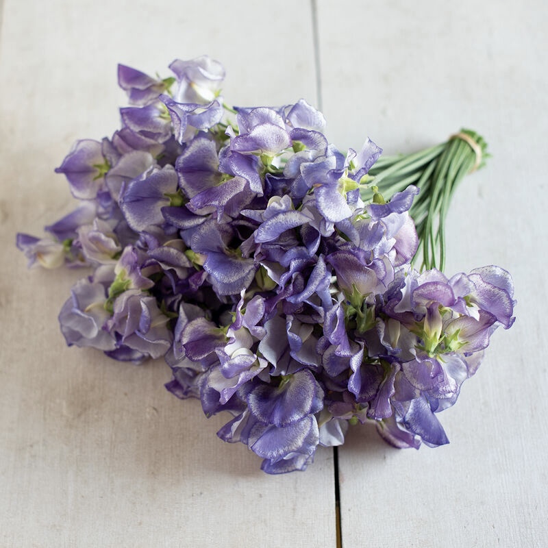 Purple Sweet Peas