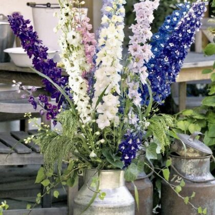 Delphinium Pacific Giants - Perennial