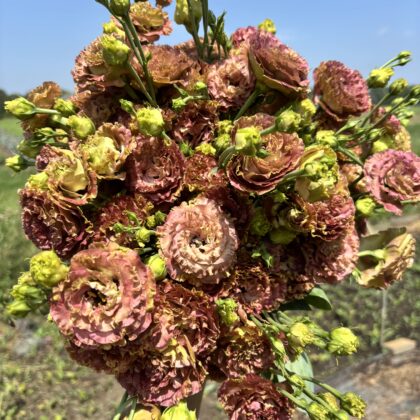 Lisianthus Terracotta (Roseanne)