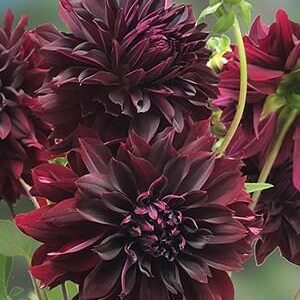 Rip City Dahlia Tuber