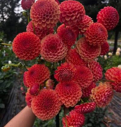 Valley Rust Bucket Dahlia Tuber