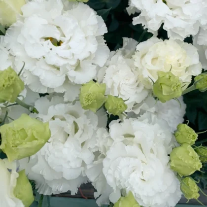 Lisianthus Crystal White (Celeb)