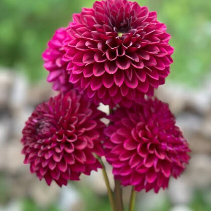 Merlot - Dahlia Tuber