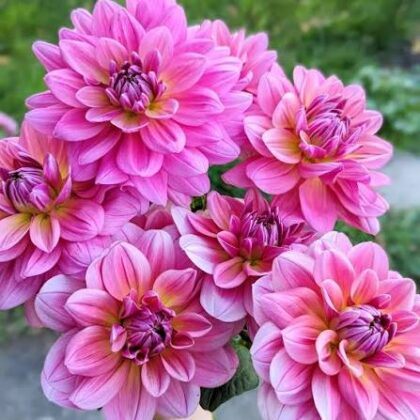 Southern Belle - Dahlia Tuber