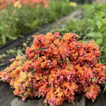 Snapdragon Butterfly Bronze