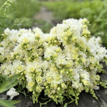 Snapdragon Legend Double Ivory