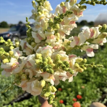 Snapdragon Appleblossom