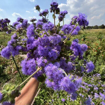 Ageratum Blue Horizon