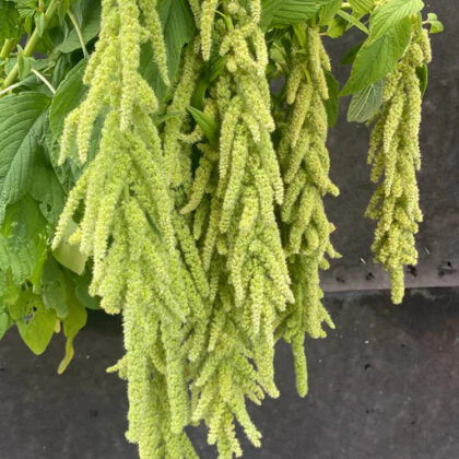Amaranth Green Cascade
