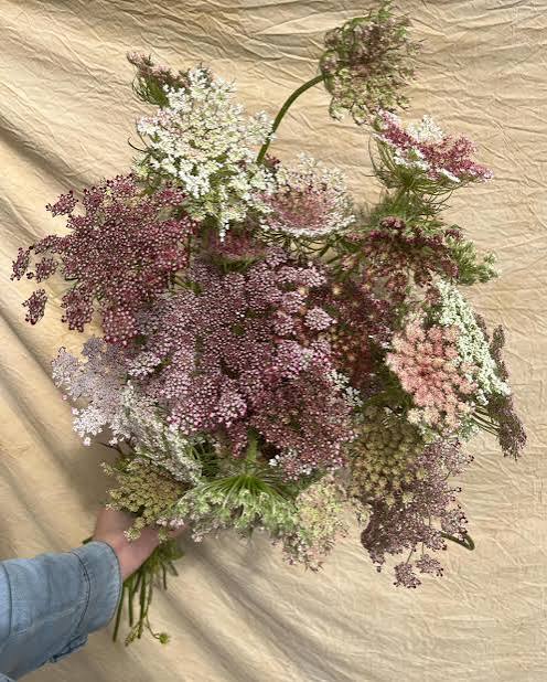 Chocolate Laceflower