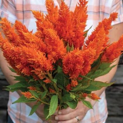 Celosia Sunday Orange