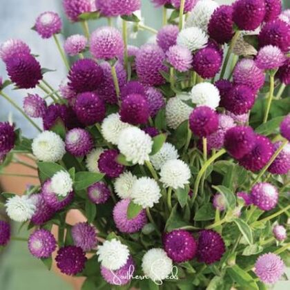Gomphrena QIS Mix